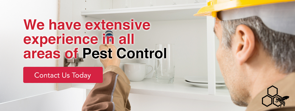 We have extensive experience in all areas of Pest Control - Pestbusters - contact us today